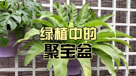 聚宝盆植物|聚宝盆的养护方法